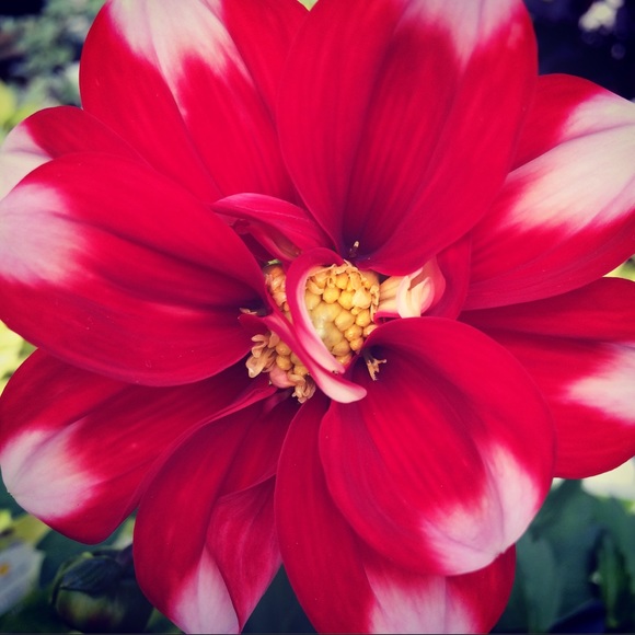 Meet your Posher, Angela - Picture 2 of 2